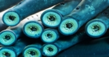 At Last, ‘Ugly’ Sea Lampreys Are Getting Some Respect