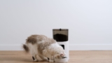 The best automatic pet feeders for fur babies in 2023